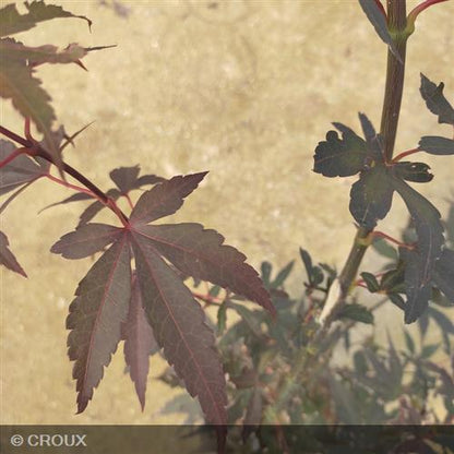 ACER palmatum 'Skeeters Broom'