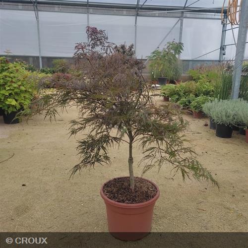 ACER palmatum  'Dissectum Garnet'