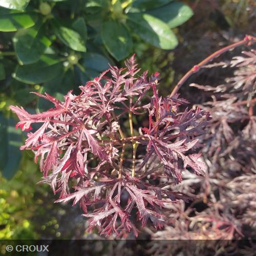 ACER palmatum  'Dissectum Garnet'