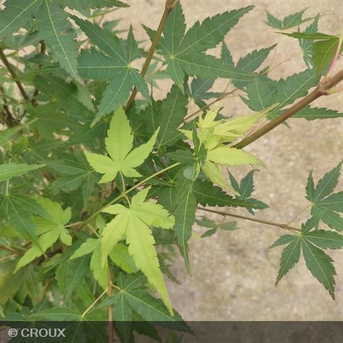 ACER palmatum 'Sangokaku'