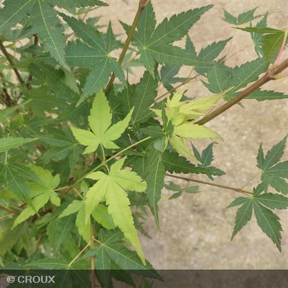 ACER palmatum 'Sangokaku'