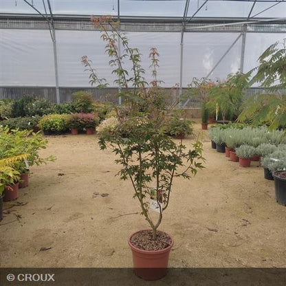 ACER palmatum 'Osakazuki'