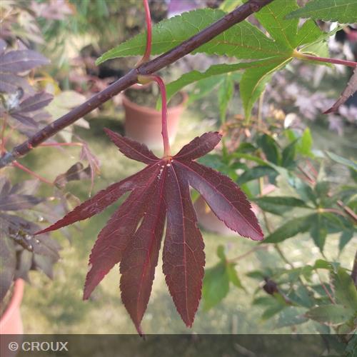 ACER palmatum 'Osakazuki'