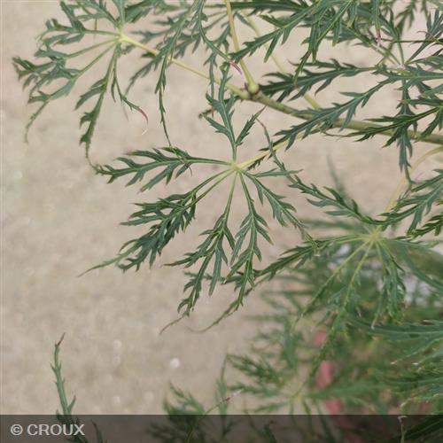 ACER palmatum 'Dissectum'