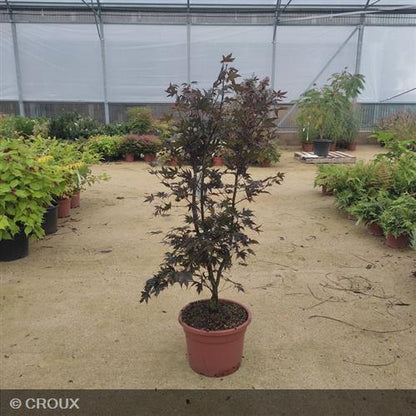 ACER palmatum 'Bloodgood'