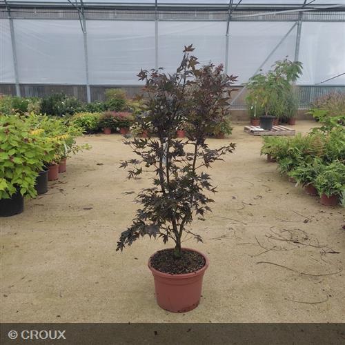 ACER palmatum 'Bloodgood'