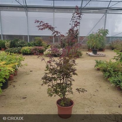 ACER palmatum 'Atropurpureum'