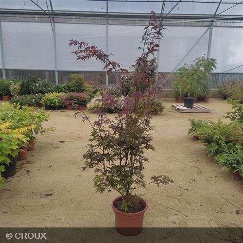 ACER palmatum 'Atropurpureum'