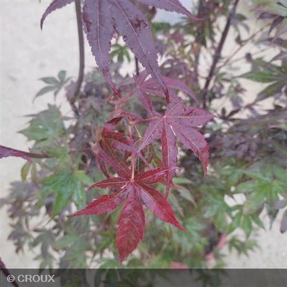 ACER palmatum 'Atropurpureum'