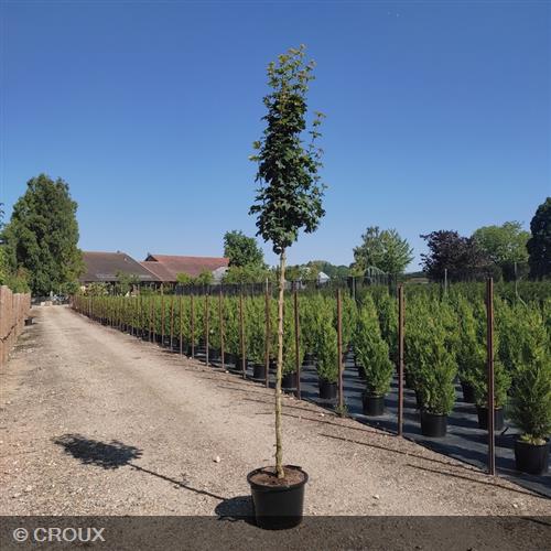 ACER campestre 'Queen Elisabeth'
