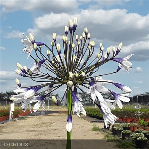 AGAPANTHUS x   'Fireworks®'