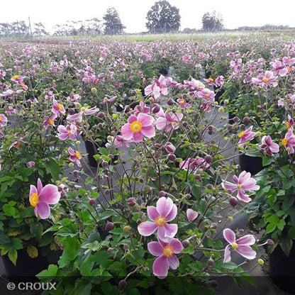 ANEMONE hupehensis 'Praecox'