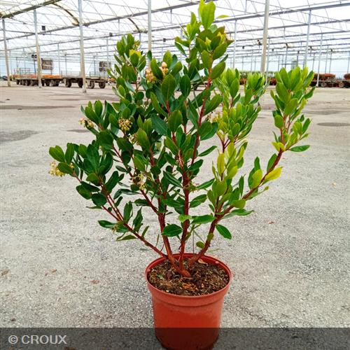 ARBUTUS unedo