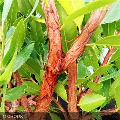 ARBUTUS unedo