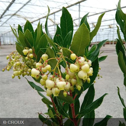 ARBUTUS unedo