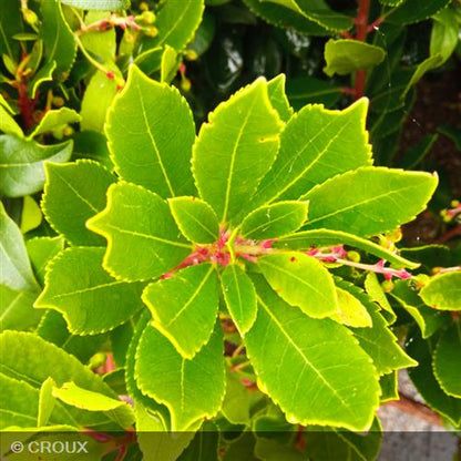 ARBUTUS unedo