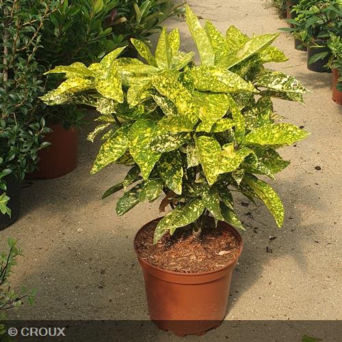 AUCUBA japonica 'Golden King'