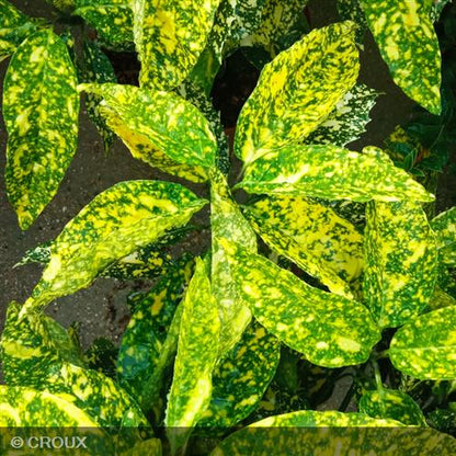 AUCUBA japonica 'Golden King'