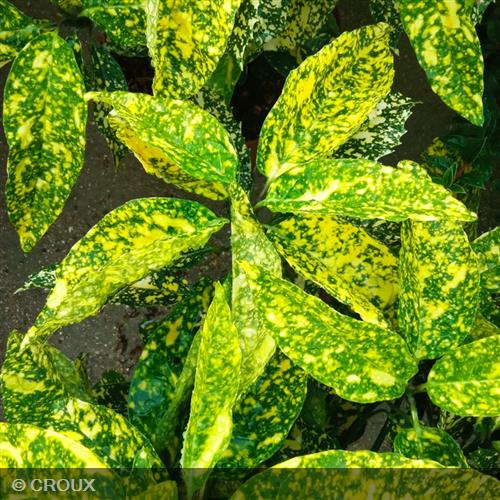 AUCUBA japonica 'Golden King'