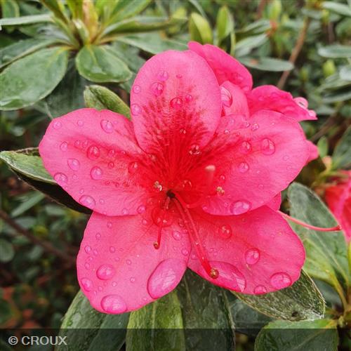 AZALEA japonica 'Andante'