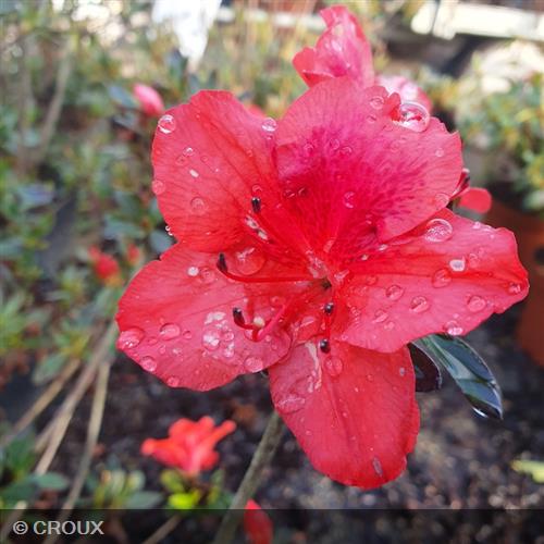 AZALEA japonica 'Crouxii Philinte'