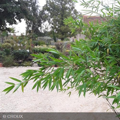 BAMBOU nitida 'Winter Joy®'