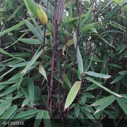 BAMBOU nitida 'Winter Joy®'