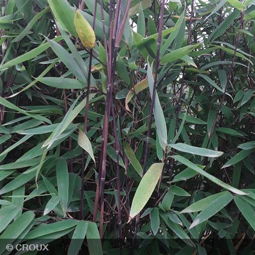 BAMBOU nitida 'Winter Joy®'