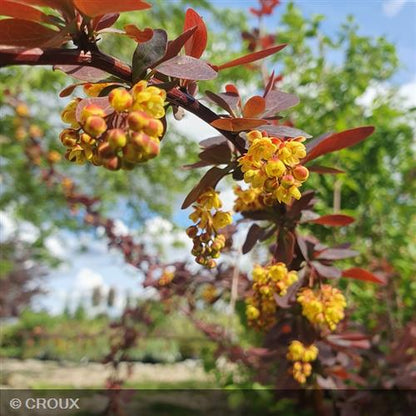 BERBERIS x ottawensis 'Superba'