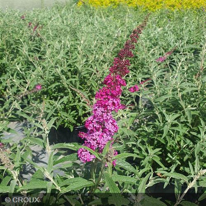 BUDDLEIA davidii 'Flutterby Red®'