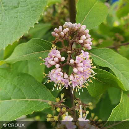 CALLICARPA dichotoma 'Cardinal'