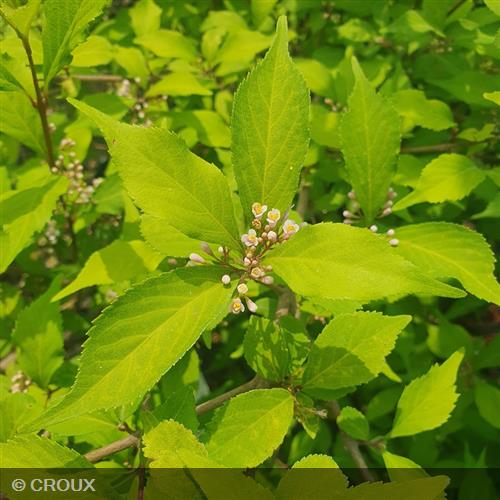 CALLICARPA dichotoma 'Cardinal'