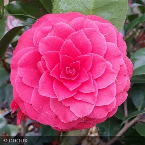 CAMELLIA japonica 'Black Lace'