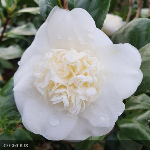 CAMELLIA japonica Varié (Blanc)