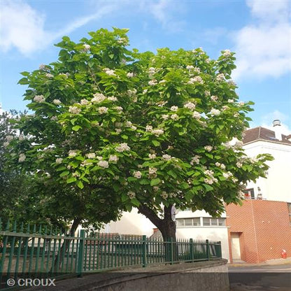 CATALPA bignonioides
