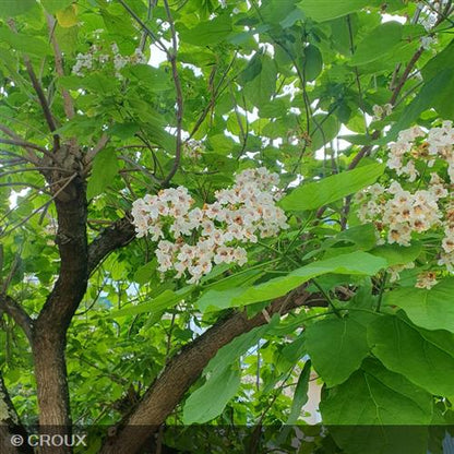CATALPA bignonioides