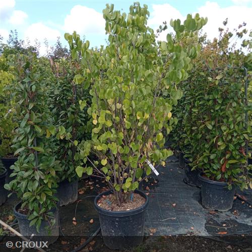 CERCIS siliquastrum