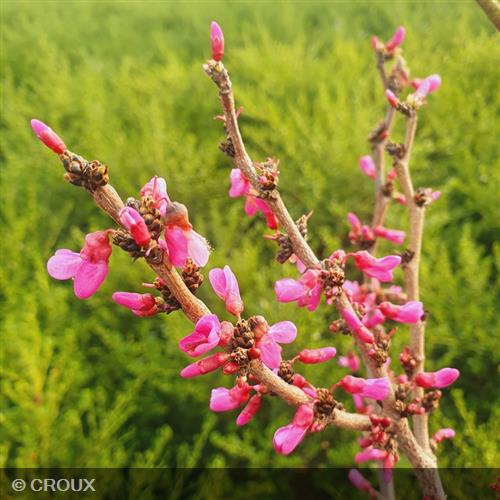 CERCIS chinensis 'Avondale'