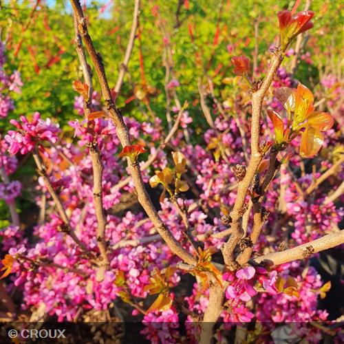 CERCIS chinensis 'Avondale'