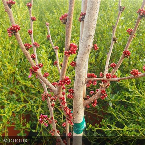CERCIS chinensis 'Avondale'