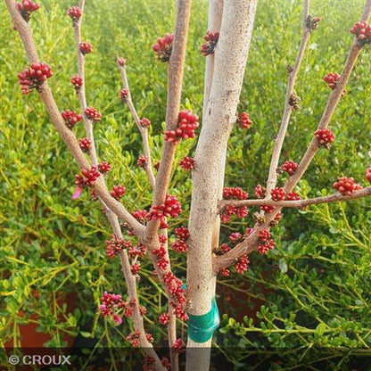 CERCIS chinensis 'Avondale'