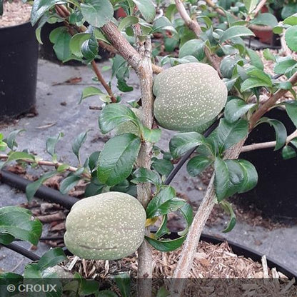 CHAENOMELES x superba 'Red Trail'