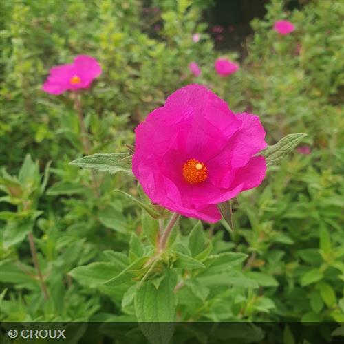 CISTUS pulverulentus 'Sunset'