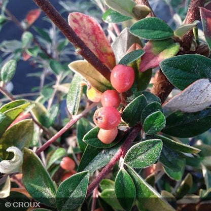COTONEASTER franchetii