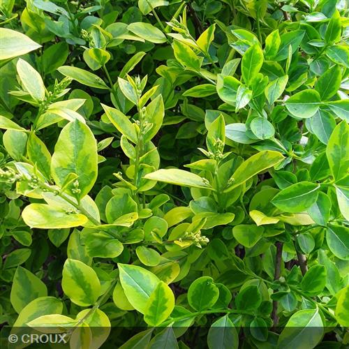 LIGUSTRUM ovalifolium 'Aureum'