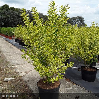 LIGUSTRUM ovalifolium 'Aureum'