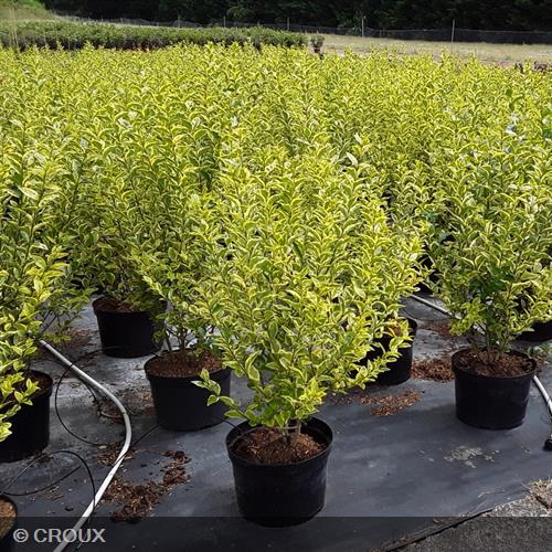 LIGUSTRUM ovalifolium 'Aureum'