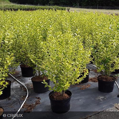 LIGUSTRUM ovalifolium 'Aureum'