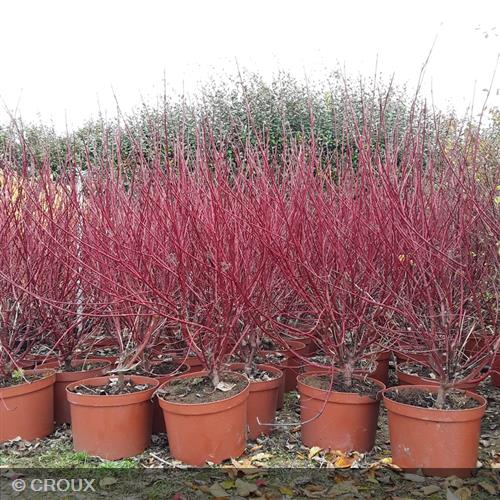CORNUS alba 'Argenteomarginata'