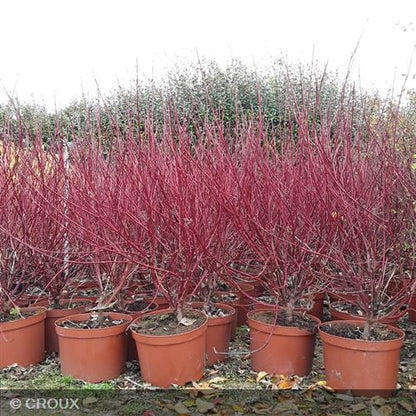 CORNUS alba 'Argenteomarginata'